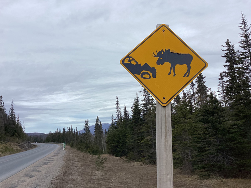 photo of a gros morne beware of moose road sign