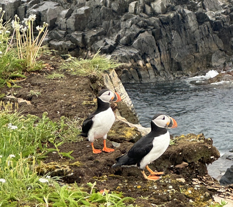 puffins near Elliston, Newfoundland
